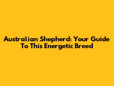 Australian Shepherd: Your Guide To This Energetic Breed