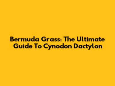 Bermuda Grass: The Ultimate Guide To Cynodon Dactylon