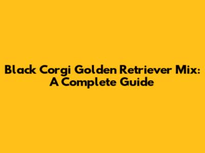 Black Corgi Golden Retriever Mix: A Complete Guide
