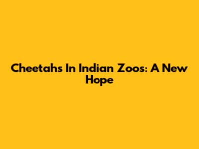 Cheetahs In Indian Zoos: A New Hope