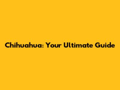 Chihuahua: Your Ultimate Guide