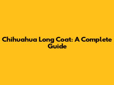 Chihuahua Long Coat: A Complete Guide