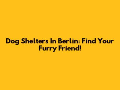 Dog Shelters In Berlin: Find Your Furry Friend!