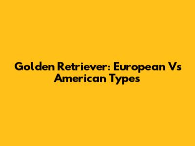 Golden Retriever: European Vs American Types