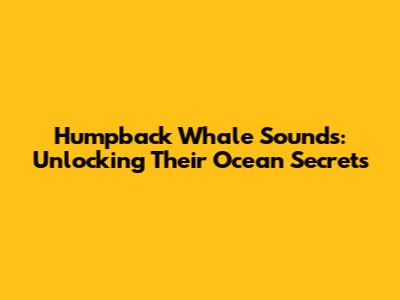 Humpback Whale Sounds: Unlocking Their Ocean Secrets