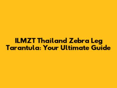 ILMZT Thailand Zebra Leg Tarantula: Your Ultimate Guide