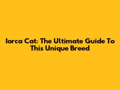 Iorca Cat: The Ultimate Guide To This Unique Breed