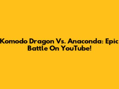 Komodo Dragon Vs. Anaconda: Epic Battle On YouTube!