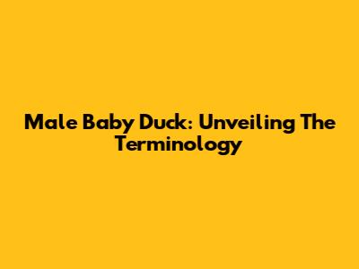 Male Baby Duck: Unveiling The Terminology