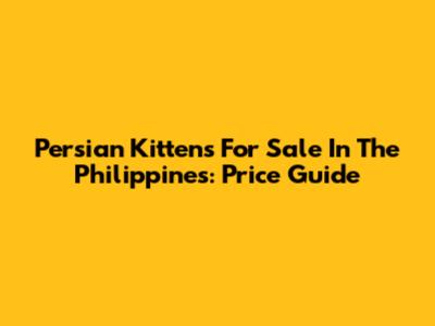 Persian Kittens For Sale In The Philippines: Price Guide
