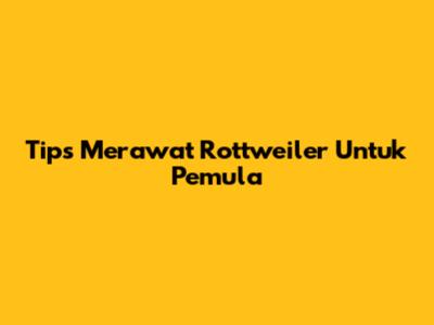 Tips Merawat Rottweiler Untuk Pemula